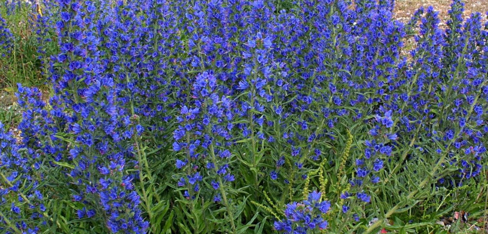 blueweed invasive species
