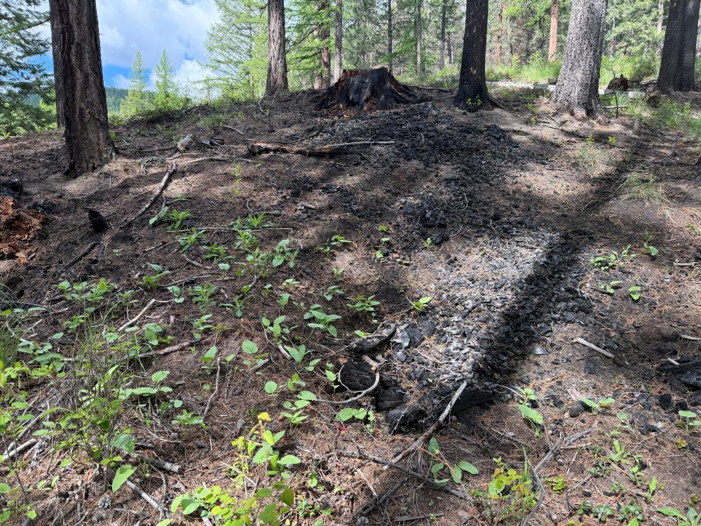 past burn site