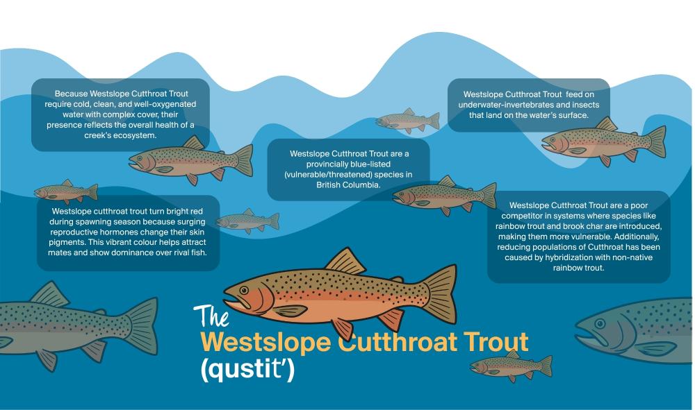 Native Species in our watersheds